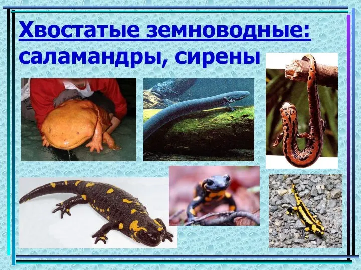 Хвостатые земноводные: саламандры, сирены