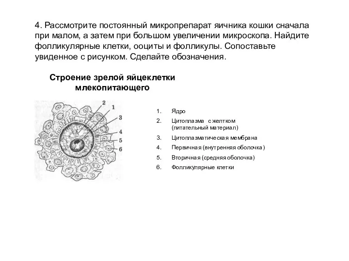 4. Рассмотрите постоянный микропрепарат яичника кошки сначала при малом, а затем при