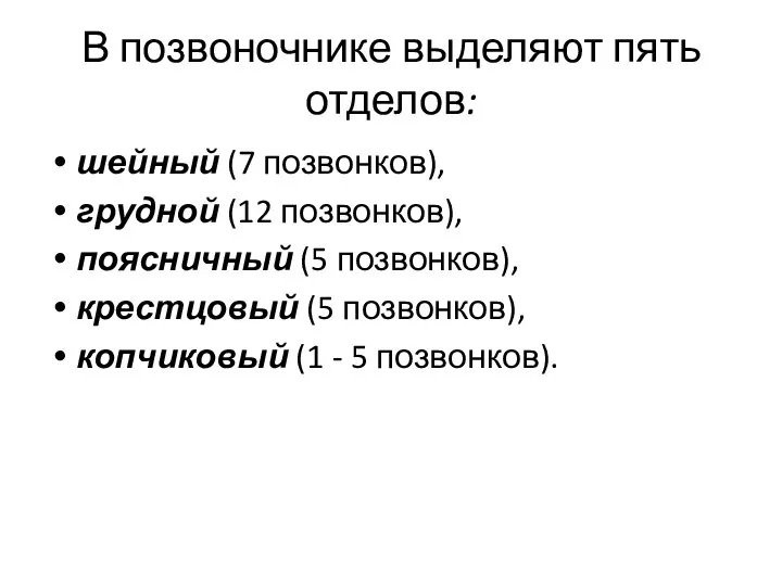 В позвоночнике выделяют пять отделов: шейный (7 позвонков), грудной (12 позвонков), поясничный