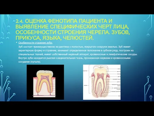 2.4. ОЦЕНКА ФЕНОТИПА ПАЦИЕНТА И ВЫЯВЛЕНИЕ СПЕЦИФИЧЕСКИХ ЧЕРТ ЛИЦА, ОСОБЕННОСТИ СТРОЕНИЯ ЧЕРЕПА.