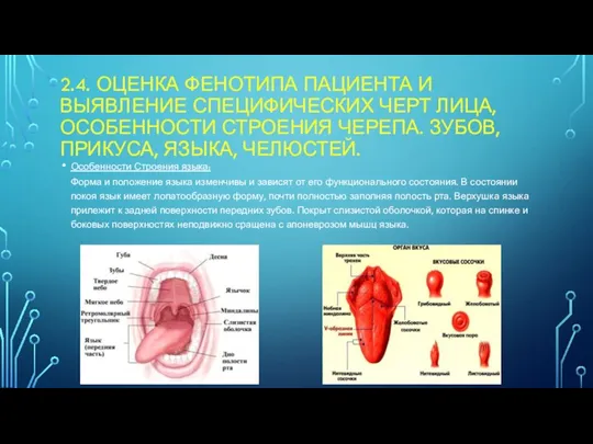 2.4. ОЦЕНКА ФЕНОТИПА ПАЦИЕНТА И ВЫЯВЛЕНИЕ СПЕЦИФИЧЕСКИХ ЧЕРТ ЛИЦА, ОСОБЕННОСТИ СТРОЕНИЯ ЧЕРЕПА.