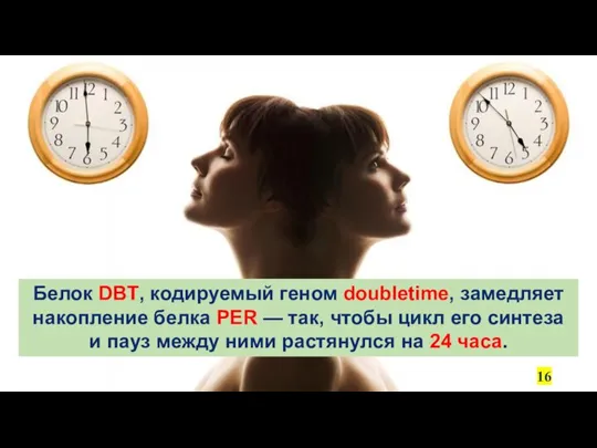 Белок DBT, кодируемый геном doubletime, замедляет накопление белка PER — так, чтобы