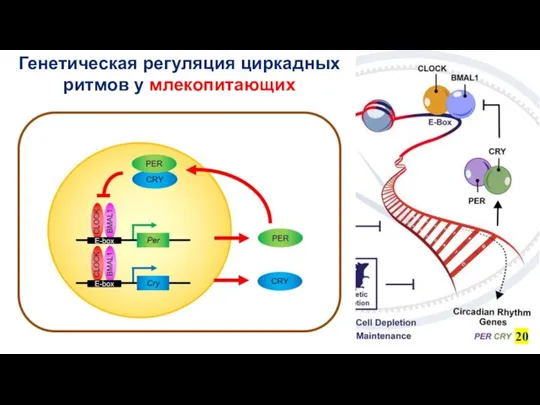 Генетическая регуляция циркадных ритмов у млекопитающих