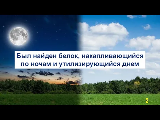 Был найден белок, накапливающийся по ночам и утилизирующийся днем