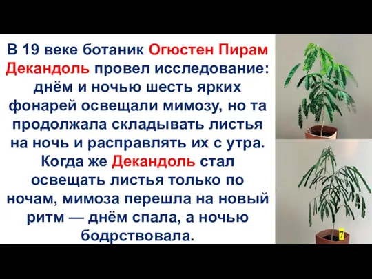 В 19 веке ботаник Огюстен Пирам Декандоль провел исследование: днём и ночью