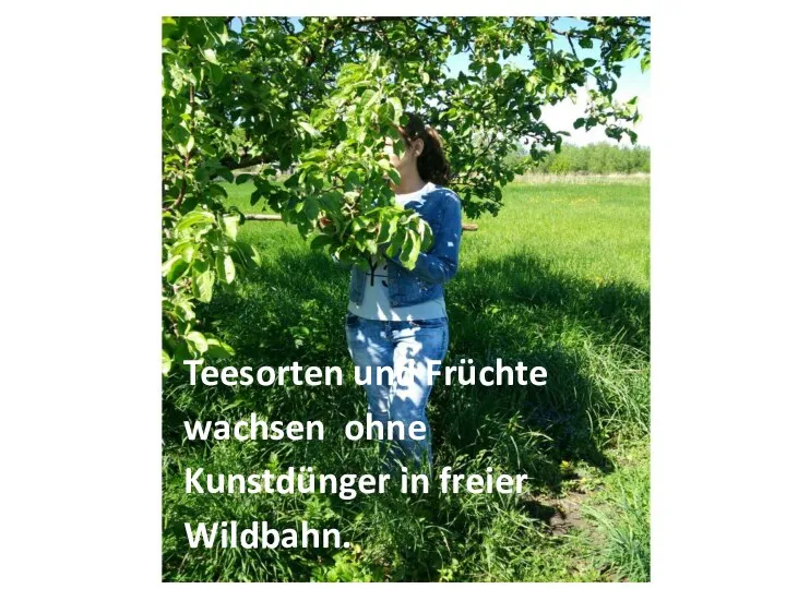 Teesorten und Früchte wachsen ohne Kunstdünger in freier Wildbahn.