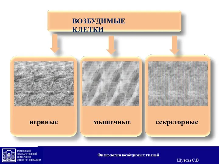 ВОЗБУДИМЫЕ КЛЕТКИ нервные мышечные секреторные Физиология возбудимых тканей Шутова С.В.