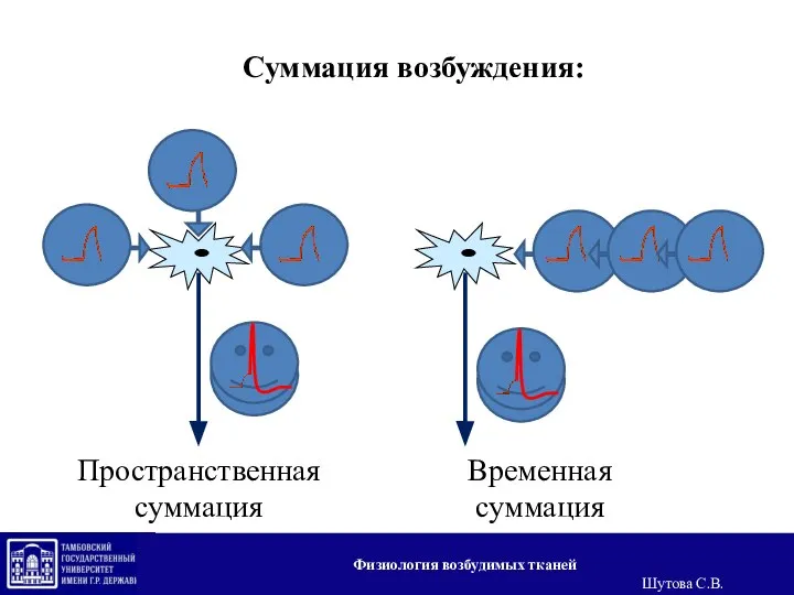 Суммация возбуждения: Пространственная суммация Временная суммация Физиология возбудимых тканей Шутова С.В.