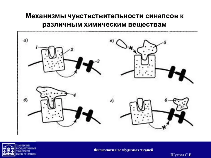 Механизмы чувствствительности синапсов к различным химическим веществам Физиология возбудимых тканей Шутова С.В.