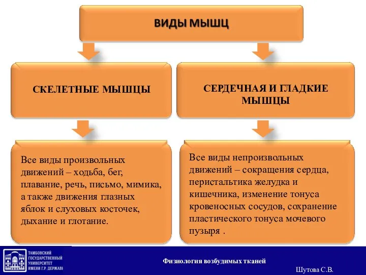 Все виды произвольных движений – ходьба, бег, плавание, речь, письмо, мимика, а