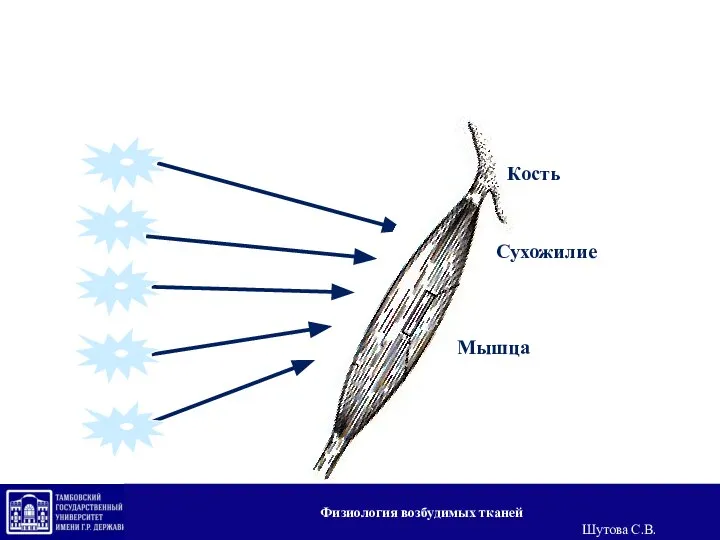 Мотонейронный пул Кость Сухожилие Мышца Физиология возбудимых тканей Шутова С.В.