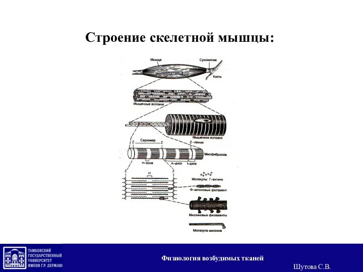 Строение скелетной мышцы: Физиология возбудимых тканей Шутова С.В.