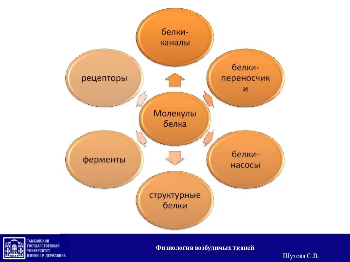 Физиология возбудимых тканей Шутова С.В.