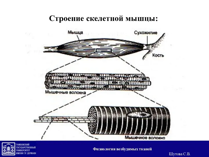 Строение скелетной мышцы: Физиология возбудимых тканей Шутова С.В.