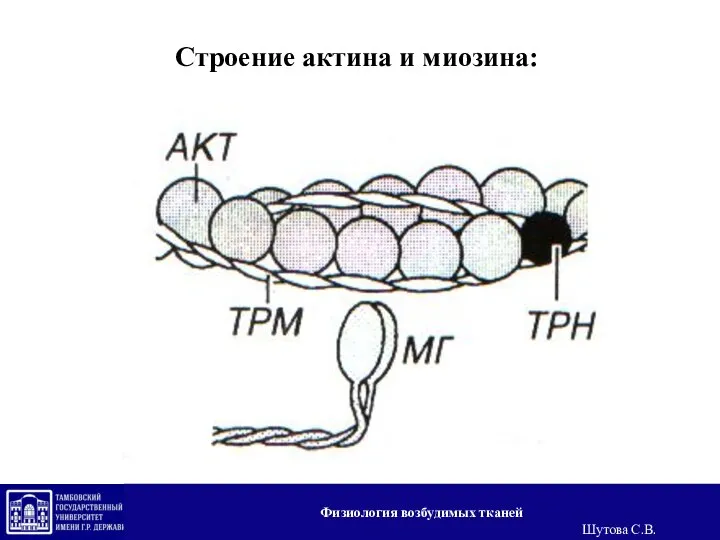Строение актина и миозина: Физиология возбудимых тканей Шутова С.В.