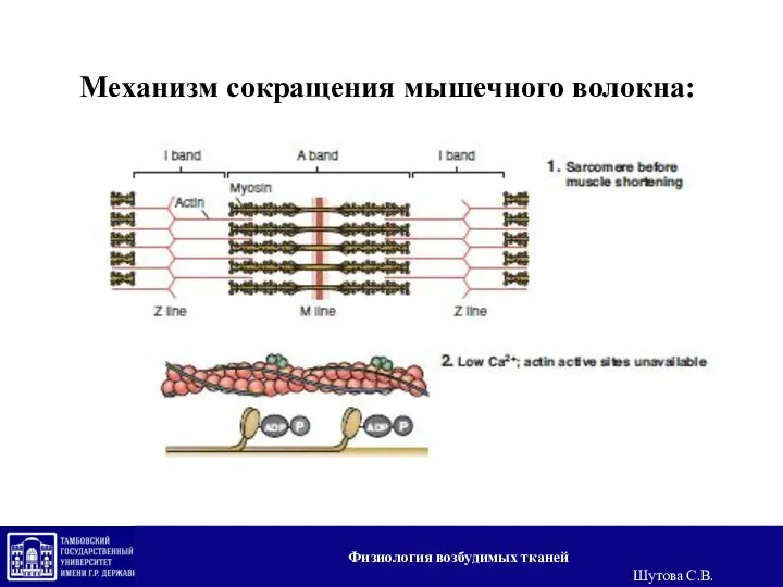 Механизм сокращения мышечного волокна: Физиология возбудимых тканей Шутова С.В.