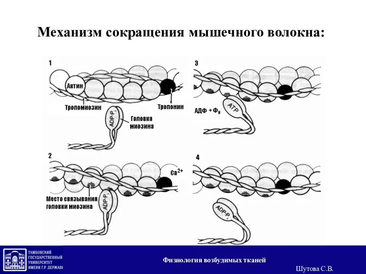 Механизм сокращения мышечного волокна: Физиология возбудимых тканей Шутова С.В.