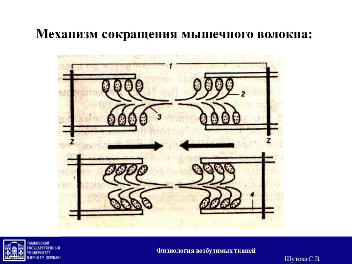 Механизм сокращения мышечного волокна: Физиология возбудимых тканей Шутова С.В.