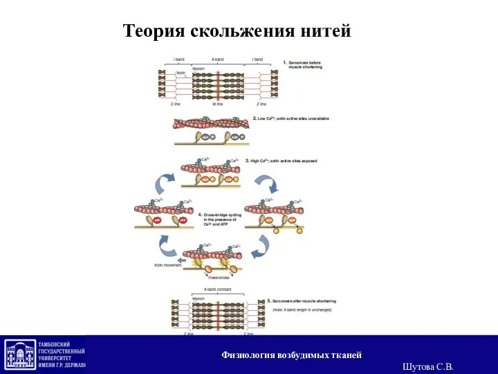 Теория скольжения нитей Физиология возбудимых тканей Шутова С.В.