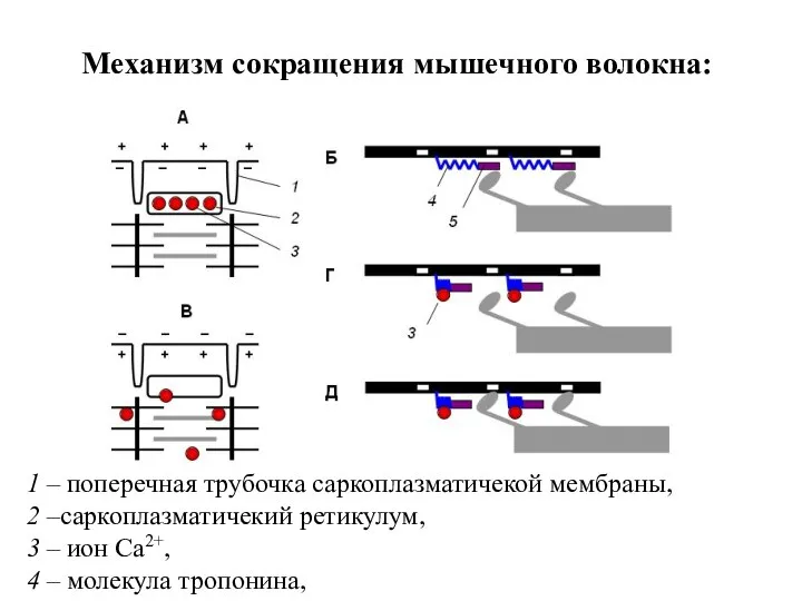 Механизм сокращения мышечного волокна: 1 – поперечная трубочка саркоплазматичекой мембраны, 2 –саркоплазматичекий