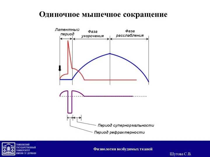 Одиночное мышечное сокращение Физиология возбудимых тканей Шутова С.В.