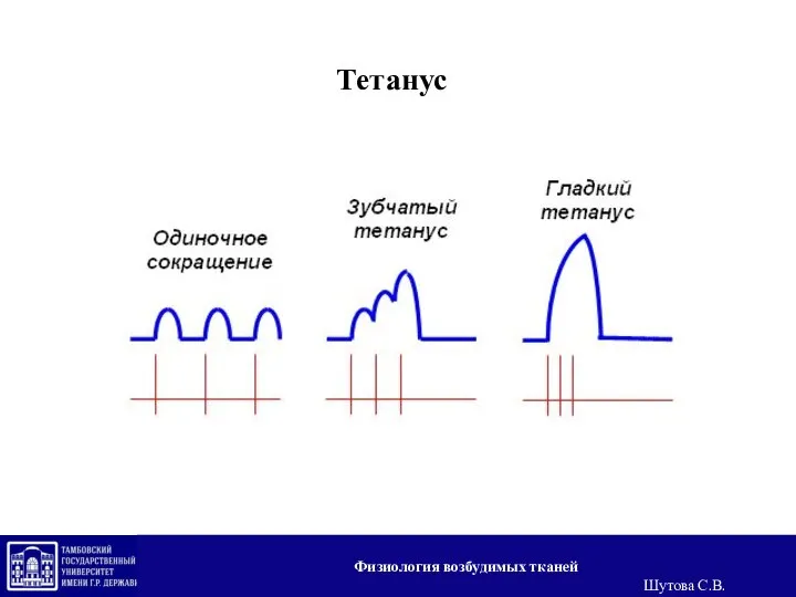 Тетанус Физиология возбудимых тканей Шутова С.В.