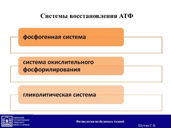 Системы восстановления АТФ Физиология возбудимых тканей Шутова С.В.