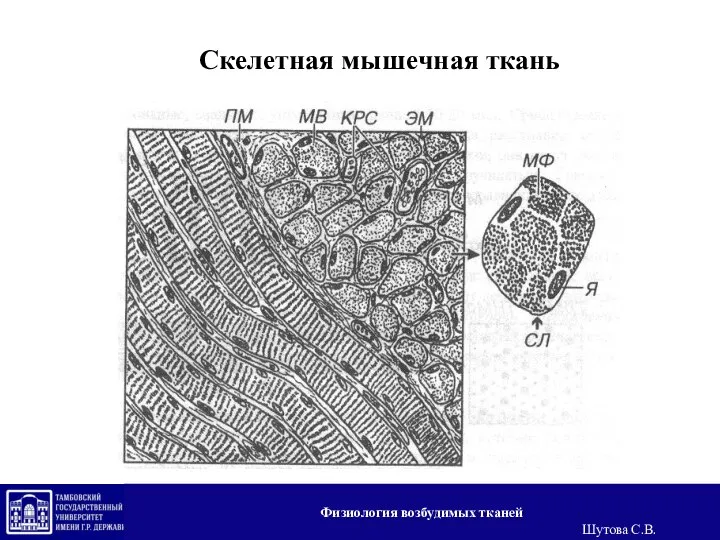 Скелетная мышечная ткань Физиология возбудимых тканей Шутова С.В.