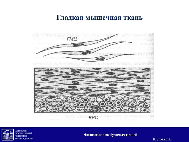 Гладкая мышечная ткань Физиология возбудимых тканей Шутова С.В.