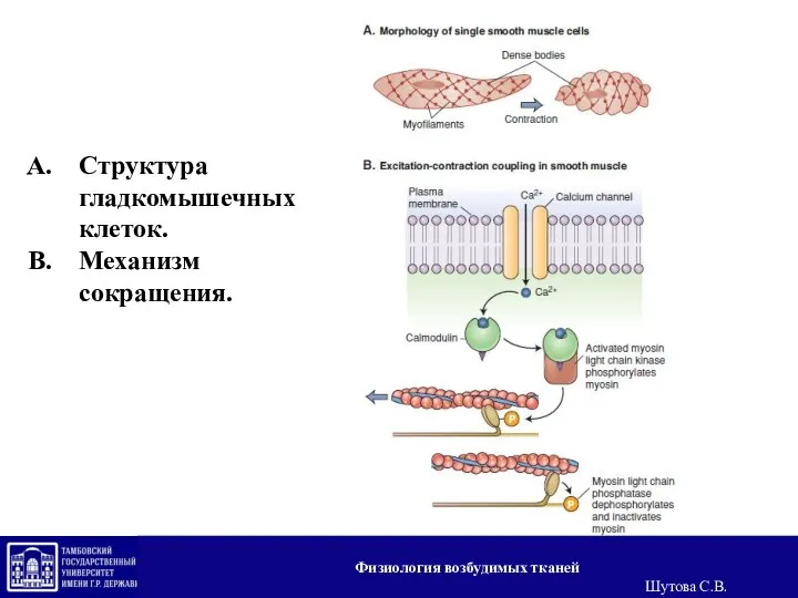 Структура гладкомышечных клеток. Механизм сокращения. Физиология возбудимых тканей Шутова С.В.