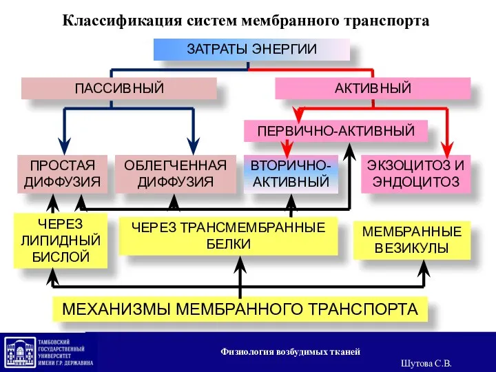 Классификация систем мембранного транспорта ЗАТРАТЫ ЭНЕРГИИ ПАССИВНЫЙ АКТИВНЫЙ ПЕРВИЧНО-АКТИВНЫЙ ПРОСТАЯ ДИФФУЗИЯ ОБЛЕГЧЕННАЯ