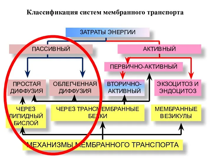 Классификация систем мембранного транспорта ЗАТРАТЫ ЭНЕРГИИ ПАССИВНЫЙ АКТИВНЫЙ ПЕРВИЧНО-АКТИВНЫЙ ПРОСТАЯ ДИФФУЗИЯ ОБЛЕГЧЕННАЯ