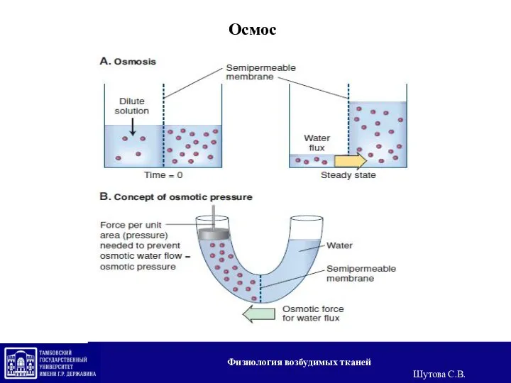 Oсмос Физиология возбудимых тканей Шутова С.В.