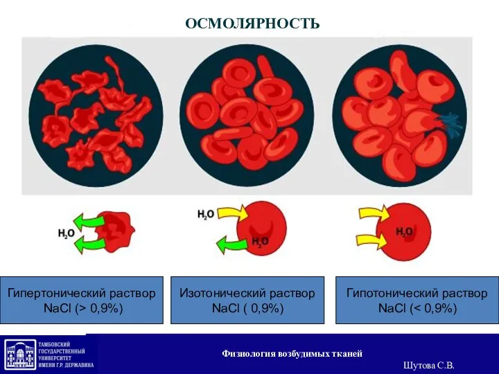 Гипертонический раствор NaCl (> 0,9%) Изотонический раствор NaCl ( 0,9%) Гипотонический раствор