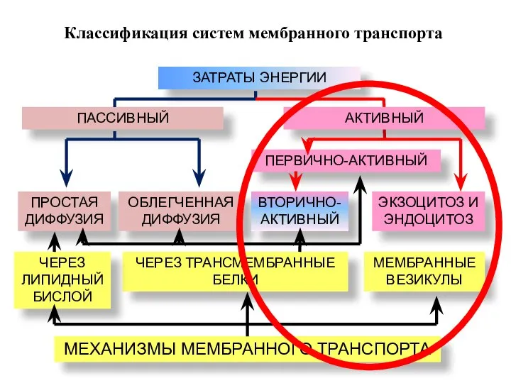 Классификация систем мембранного транспорта ЗАТРАТЫ ЭНЕРГИИ ПАССИВНЫЙ АКТИВНЫЙ ПЕРВИЧНО-АКТИВНЫЙ ПРОСТАЯ ДИФФУЗИЯ ОБЛЕГЧЕННАЯ