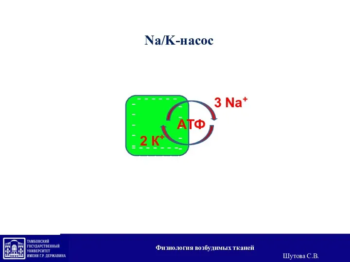 3 Na+ АТФ - - - - - - 2 К+ Na/K-насос