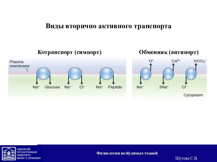 Виды вторично активного транспорта Котранспорт (симпорт) Обменник (антипорт) Физиология возбудимых тканей Шутова С.В.