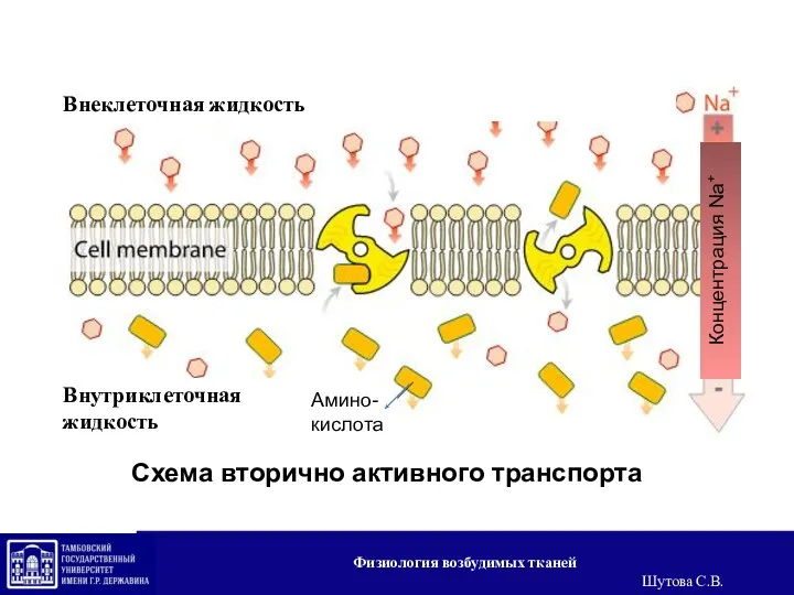 Схема вторично активного транспорта Внеклеточная жидкость Внутриклеточная жидкость Амино-кислота Концентрация Na+ Физиология возбудимых тканей Шутова С.В.