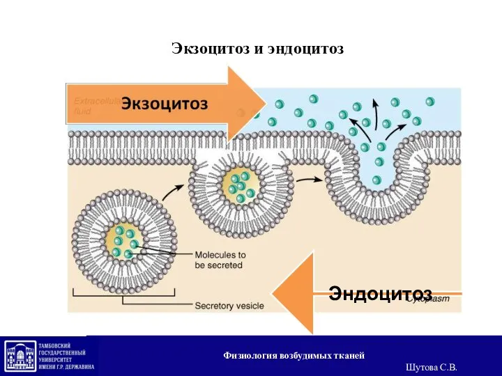 Экзоцитоз и эндоцитоз Физиология возбудимых тканей Шутова С.В.