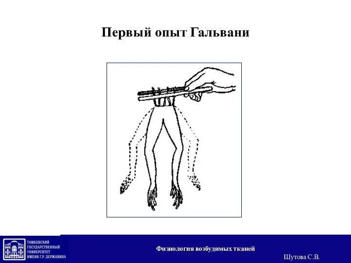 Первый опыт Гальвани Физиология возбудимых тканей Шутова С.В.