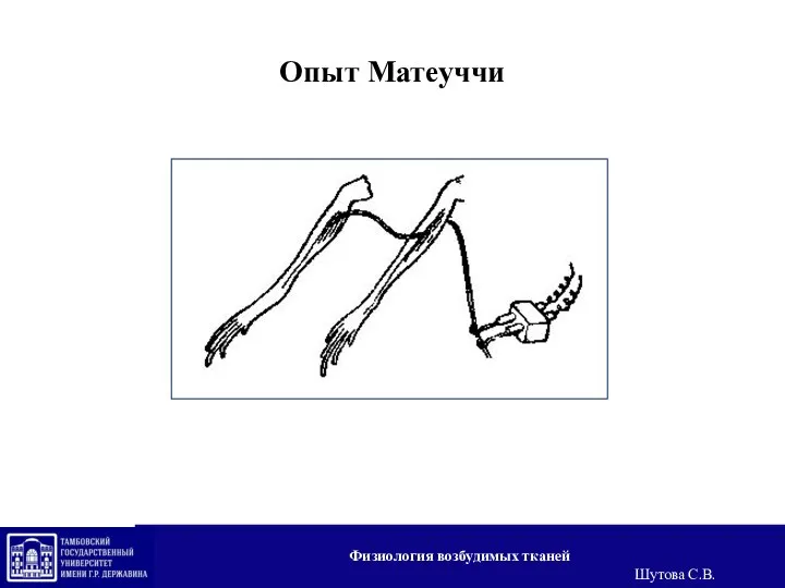 Опыт Матеуччи Физиология возбудимых тканей Шутова С.В.