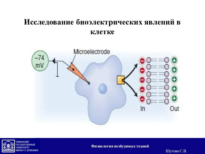 Исследование биоэлектрических явлений в клетке Физиология возбудимых тканей Шутова С.В.