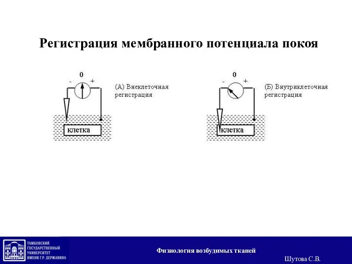 Регистрация мембранного потенциала покоя Физиология возбудимых тканей Шутова С.В.