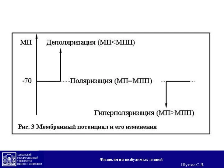 Физиология возбудимых тканей Шутова С.В.