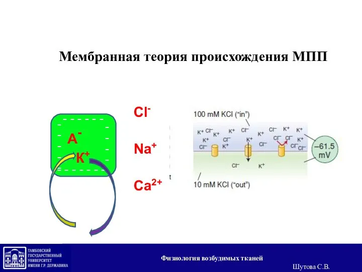 Мембранная теория происхождения МПП Физиология возбудимых тканей Шутова С.В.