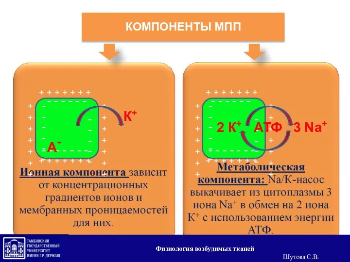 КОМПОНЕНТЫ МПП К+ А- - - - - - - - 2К+