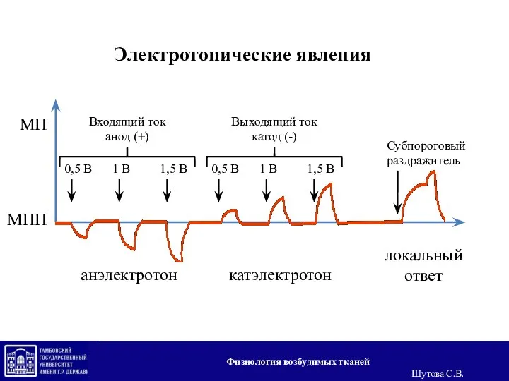 Электротонические явления Входящий ток анод (+) Выходящий ток катод (-) анэлектротон катэлектротон