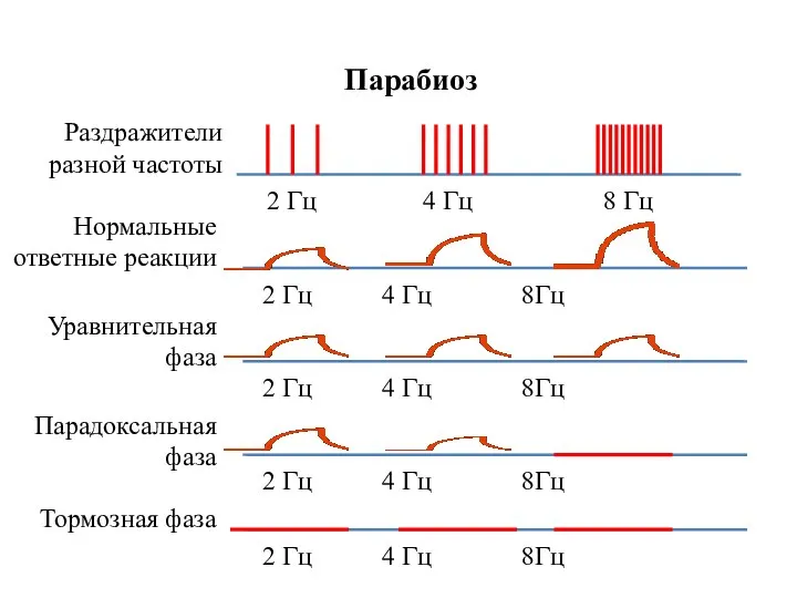 Парабиоз Раздражители разной частоты Нормальные ответные реакции Уравнительная фаза Парадоксальная фаза Тормозная