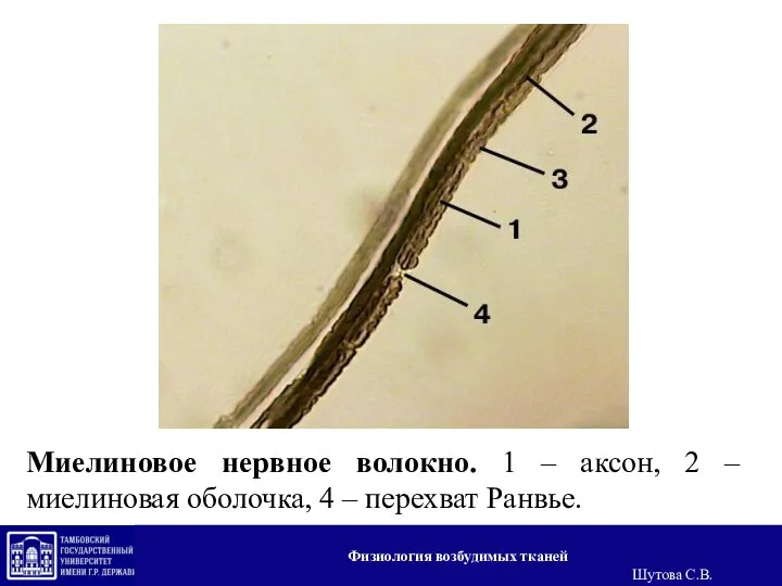 Миелиновое нервное волокно. 1 – аксон, 2 – миелиновая оболочка, 4 –