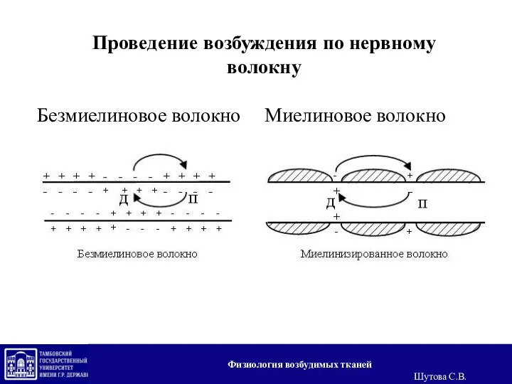 Проведение возбуждения по нервному волокну Безмиелиновое волокно Миелиновое волокно Физиология возбудимых тканей Шутова С.В.